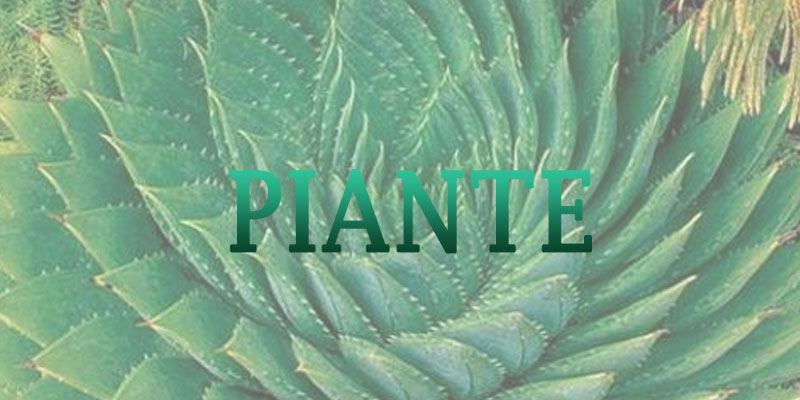 Stranger Plants
