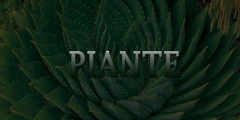 Stranger Plants