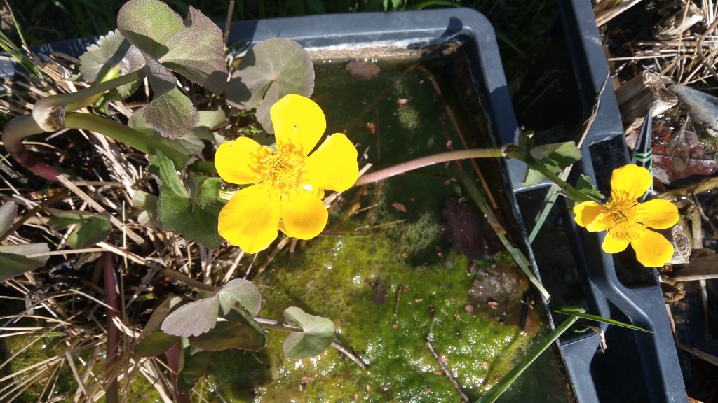Stranger Plants