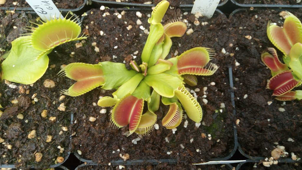 DRDxxxx: Dionaea muscipula ''Crocodile''