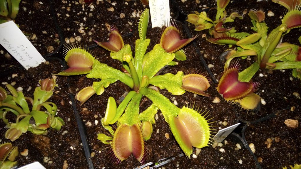DRDxxxxxx: Dionaea muscipula "Shuppenstiel 2''