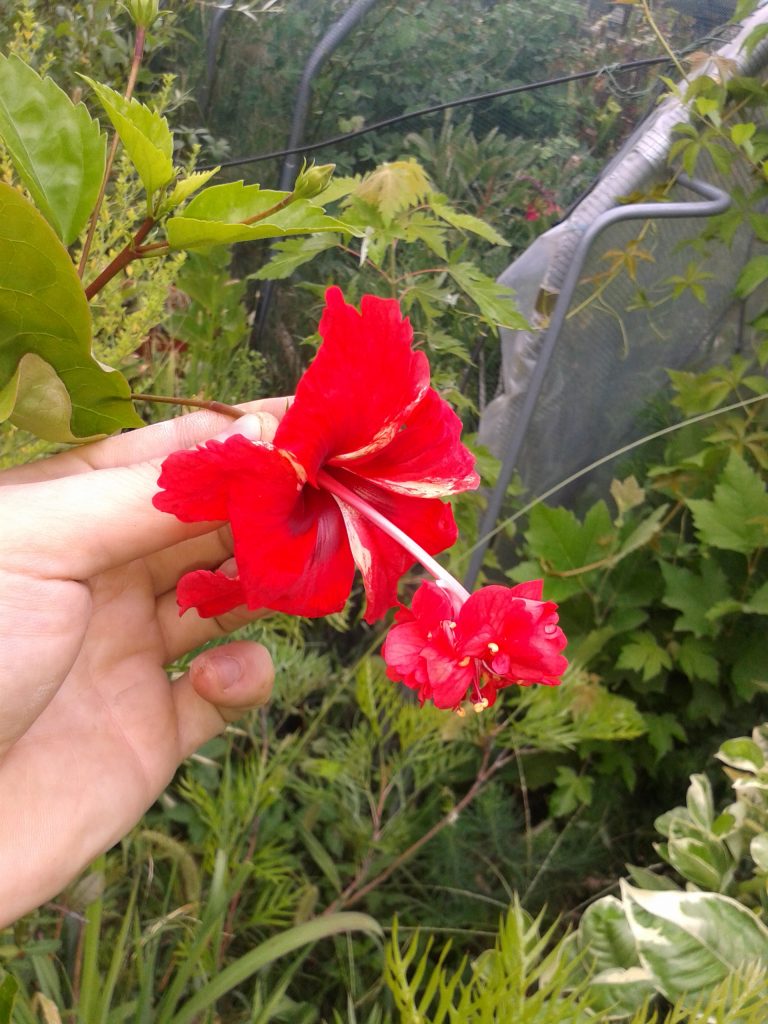 Stranger Plants