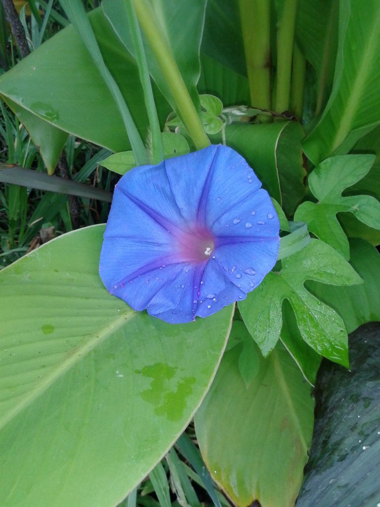 Stranger Plants