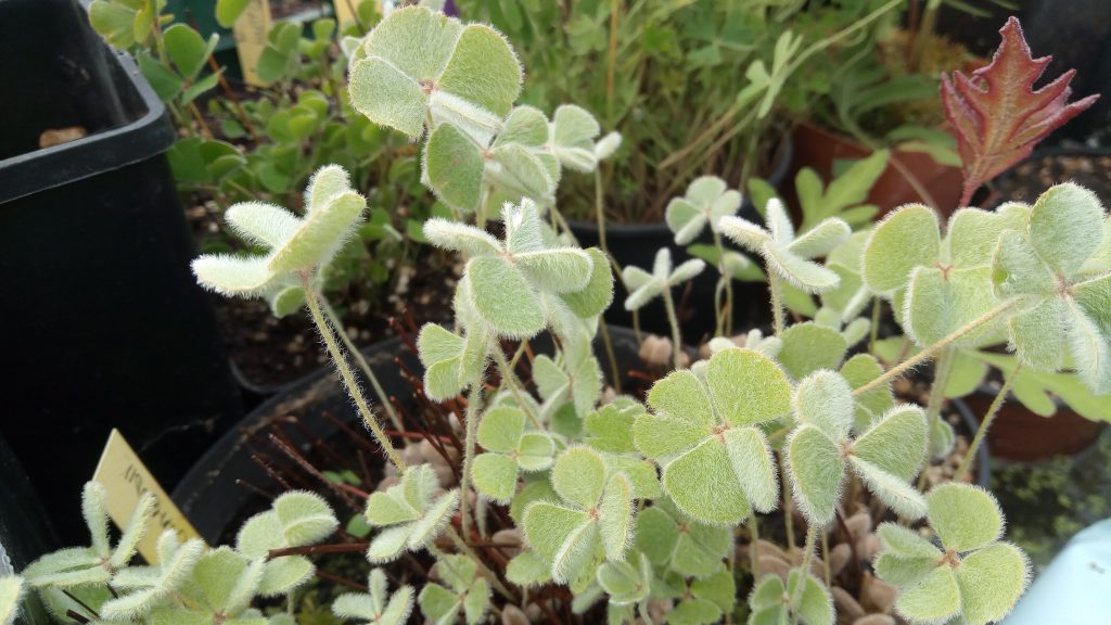 Stranger Plants