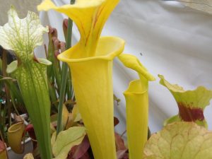 DRSFxxxxx: Sarracenia flava 'Goldie'