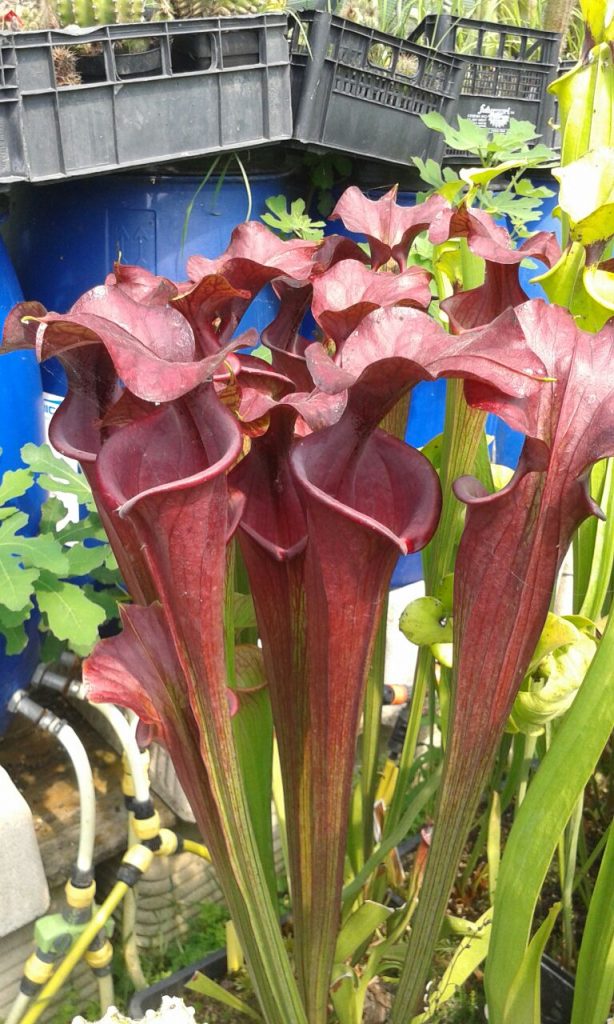 Stranger Plants