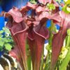 DRSFxxxxx: Sarracenia flava var. atropurpurea