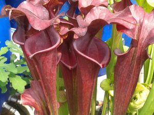 DRSFxxxxx: Sarracenia flava var. atropurpurea