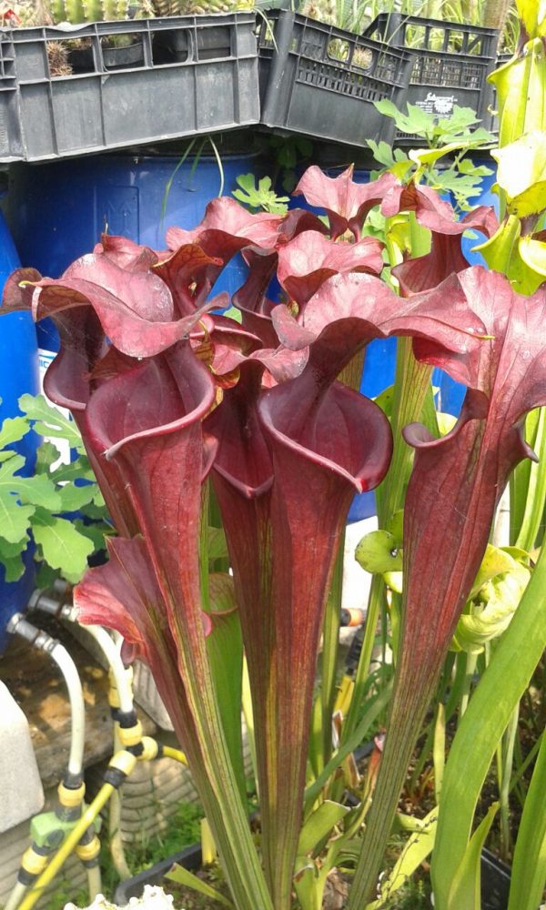 DRSFxxxxx: Sarracenia flava var. atropurpurea