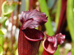 DRSHxxxxx: Sarracenia flava var. atropurpurea x S. alata var. nigropurpurea