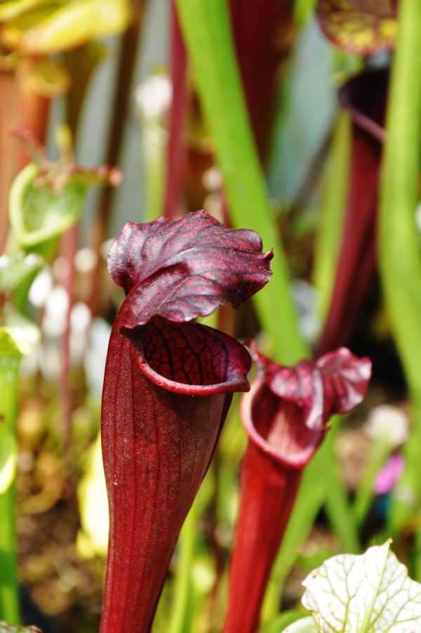 DRSHxxxxx: Sarracenia flava var. atropurpurea x S. alata var. nigropurpurea