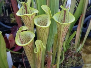 DRSFxxxx: Sarracenia flava var. ornata f.ma lidless