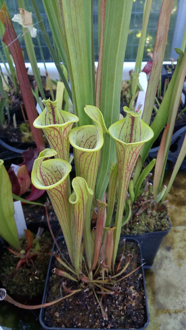 DRSFxxxx: Sarracenia flava var. ornata f.ma lidless