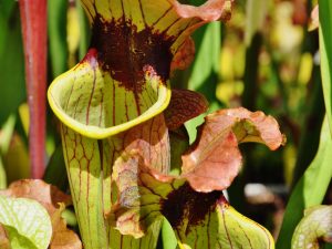 DRSHxxxxx: Sarracenia flava 'Flavona' x S. x mitchelliana