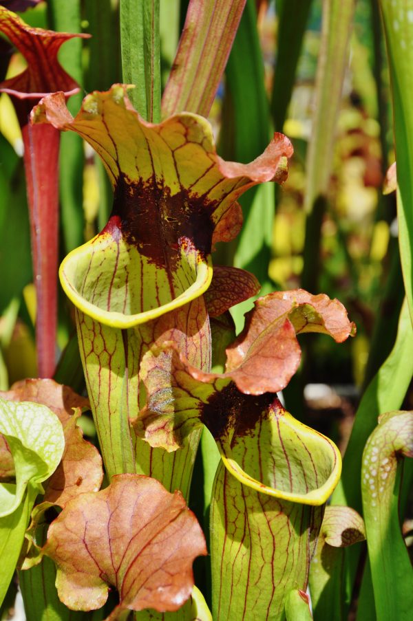 DRSHxxxxx: Sarracenia flava 'Flavona' x S. x mitchelliana