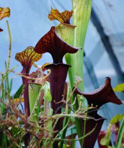 Sarracenia flava var. rubricorpora