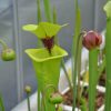 DRSFxxxx: Sarracenia flava var. rugelii