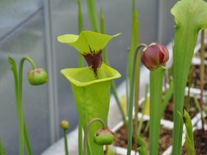 DRSFxxxx: Sarracenia flava var. rugelii