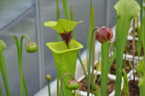 DRSFxxxx: Sarracenia flava var. rugelii