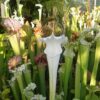 DRSLxxxx: Sarracenia leucophylla