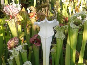 DRSLxxxx: Sarracenia leucophylla