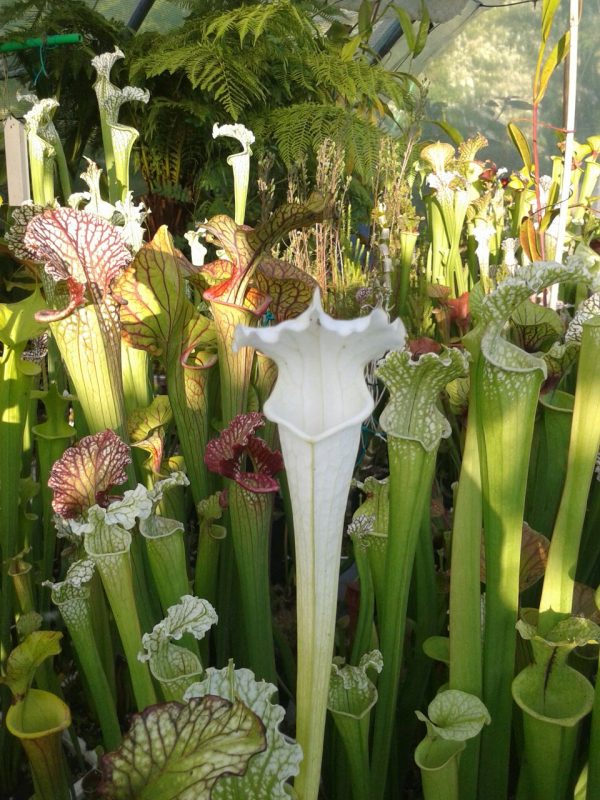 DRSLxxxx: Sarracenia leucophylla