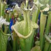 DRSHxxxxxx: Sarracenia leucophylla ''Zvicko'' x S. x 'Adrian Slack', clone k