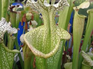 DRSHxxxxxx: Sarracenia leucophylla ''Zvicko'' x S. x 'Adrian Slack', clone k