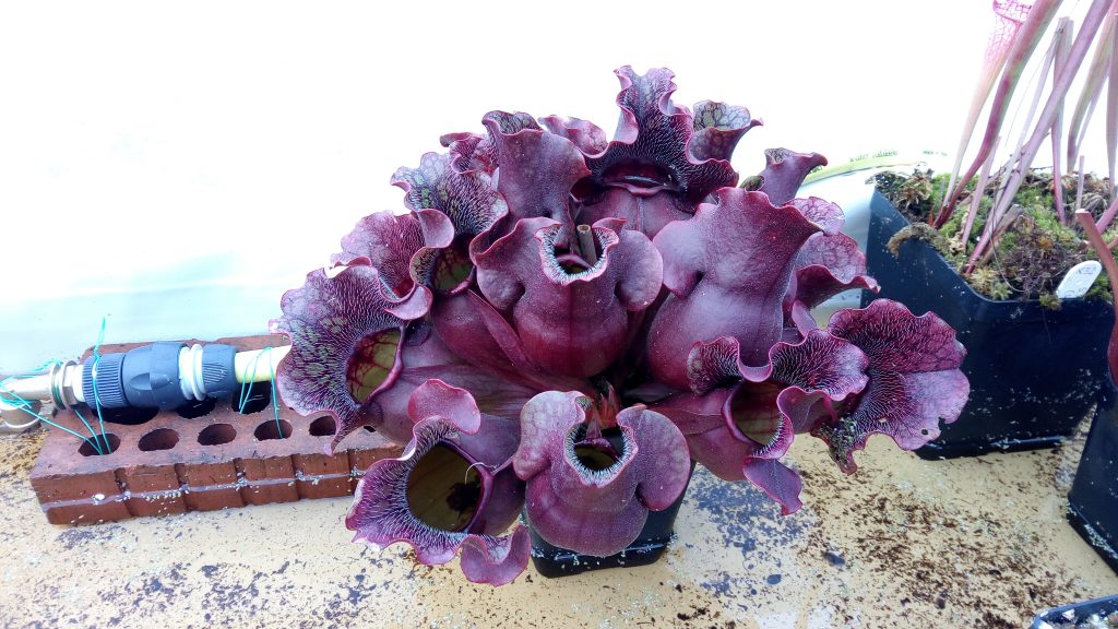 DRSPxxxxx: Sarracenia purpurea ssp. venosa var. burkii