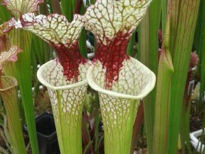 DRSHxxxx: Sarracenia x moorei