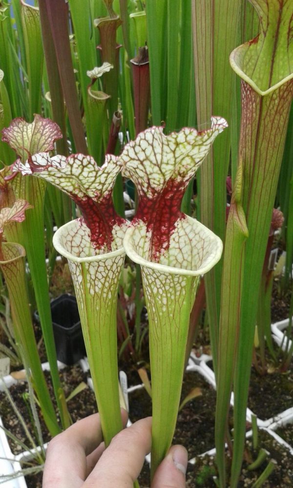 DRSHxxxx: Sarracenia x moorei