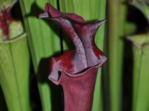 DRSHxxxxx: Sarracenia x 'Metallized'