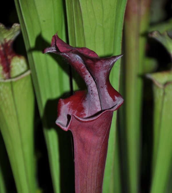 DRSHxxxxx: Sarracenia x 'Metallized'