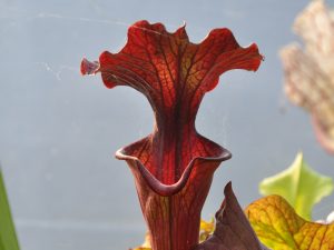 Sarracenia x "red wave"