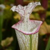 DRSHxxxxxx: Sarracenia x moorei "the beast"