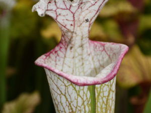 DRSHxxxxxx: Sarracenia x moorei "the beast"