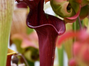 Sarracenia x "red wave"