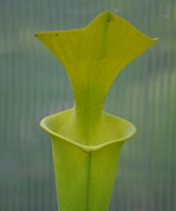 DRSA1 Sarracenia alata f. pubescens