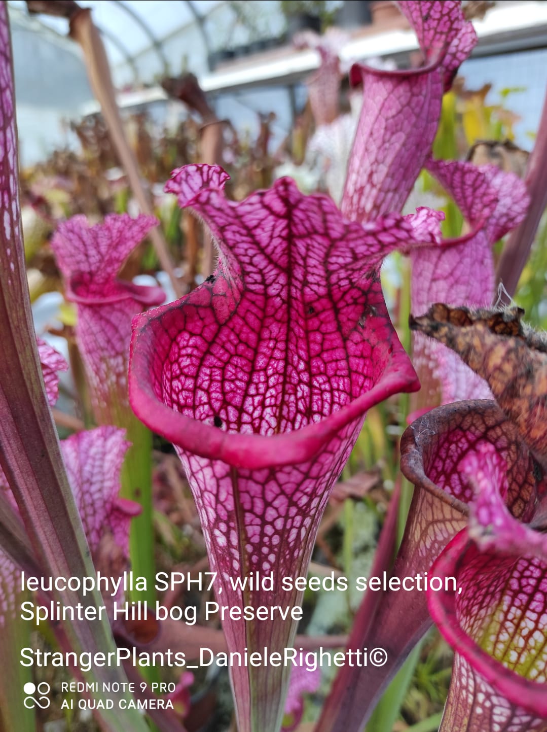 S. leucophylla, Splinter Hill bog Preserve, bright pink tubes, stocky and angular peristome