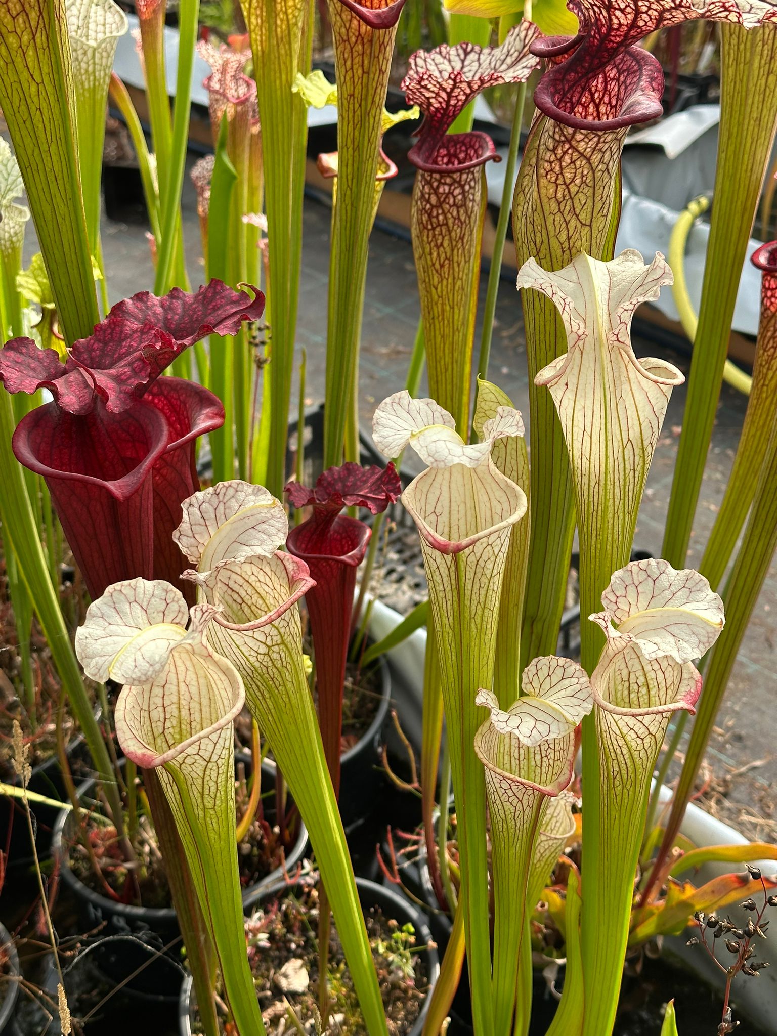 Sarracenia "Geisha"
